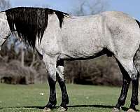 companion-percheron-horse
