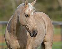 flashy-quarter-pony