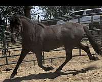 black-all-around-english-pleasure-horse