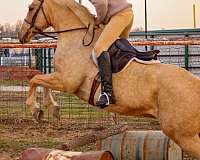 jumping-quarter-horse