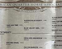 performance-quarter-horse
