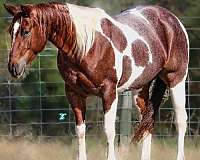 calf-roping-paint-horse