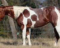 companion-paint-horse
