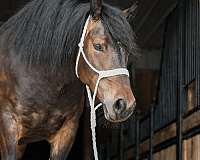 ridden-western-gypsy-vanner-horse