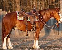 calf-roping-quarter-pony