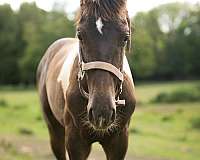 friesian-horse