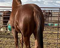 sorrel-white-above-left-nostril-horse