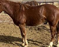 socks-on-both-hind-feet