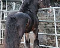 stallion-bay-athletic-gypsy-vanner-horse