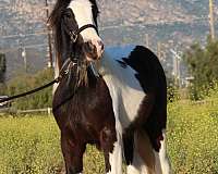 stallion-bay-athletic-horse