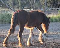 stallion-bay-athletic-mare