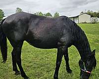 black-diamond-on-forehead-horse