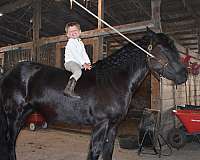 beginner-novice-fell-pony