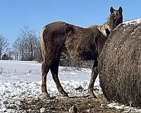 chocolate-colt-kentucky-mountain-horse