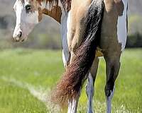 appaloosa-quarter-horse