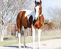 chestnut-tobiano-horse