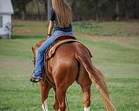 spotted-saddle-tennessee-walking-horse