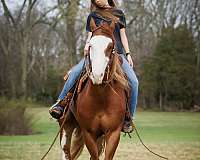 civilized-tennessee-walking-horse