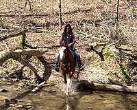 in-need-tennessee-walking-horse