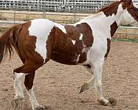 all-around-paint-horse