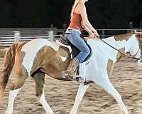 red-dun-tobiano-horse