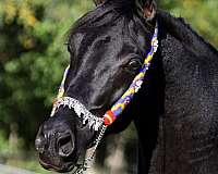 breeding-homozygous-black-arabian-horse