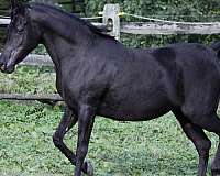 scar-arabian-horse