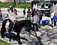 broke-to-ride-fell-pony