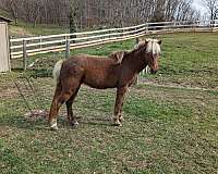 breeding-flaxen-mane-pony