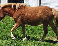 shetland-pony-for-sale