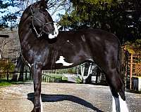 black-trail-class-co-horse