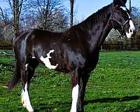 black-see-pics-horse