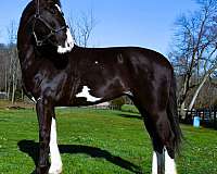 gentle-friesian-horse