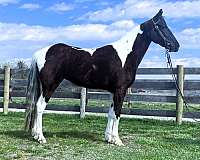 flashy-spotted-saddle-horse