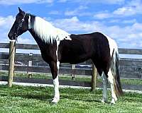 trail-spotted-saddle-horse