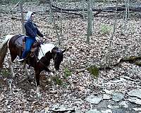 gaited-spotted-saddle-horse