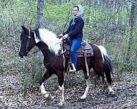 horsemanship-spotted-saddle-horse