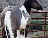 flashy-paint-horse