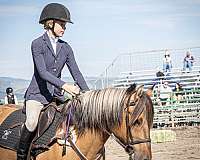 hunt-seat-equitation-fjord-pony