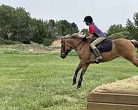 ridden-western-fjord-pony