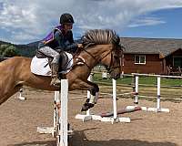 show-jumping-fjord-pony