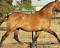 dallas-andalusian-horse