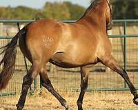 beautiful-face-andalusian-horse