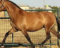 dressage-iberians-andalusian-horse