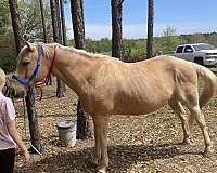 palomino-gelding