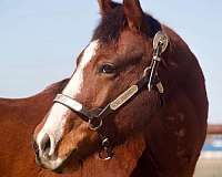 aqha-quarter-horse