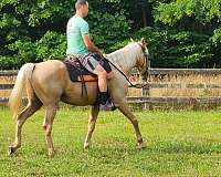 horsemanship-tennessee-walking-horse