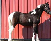 great-color-friesian-horse