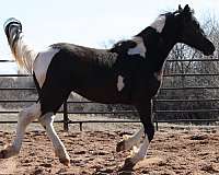 big-boned-friesian-horse