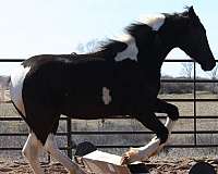 bold-friesian-horse